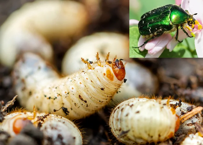 larve de cétoine dorée dans compost