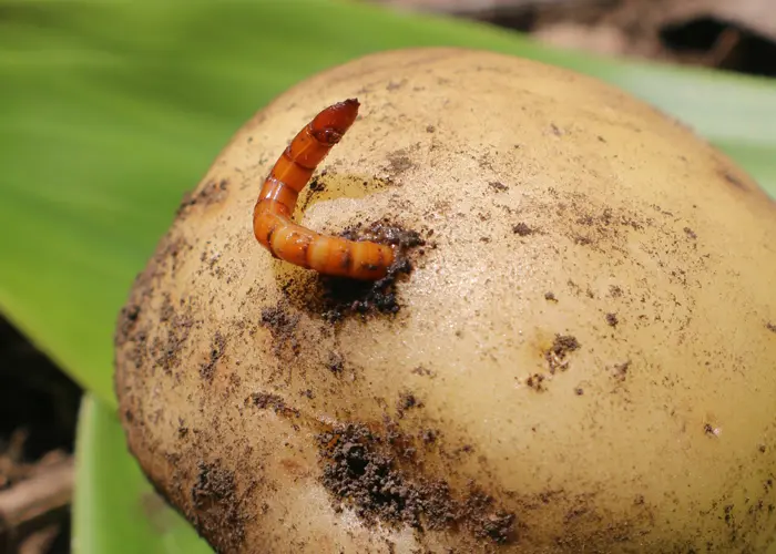larve de taupin dans une pomme de terre