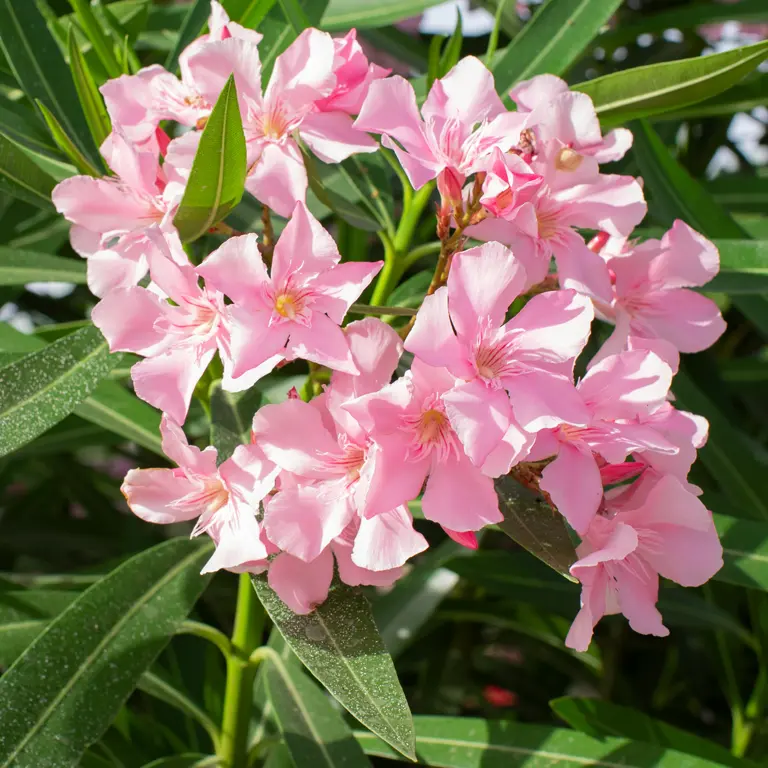 Fleurs de laurier-rose en juillet
