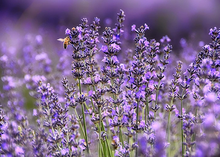 Brouillage olfactif : la lavande est un allié précieux pour lutter contre les thrips et acariens