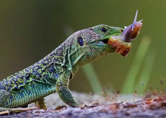 Pour les lézards un escargot est une proie facile