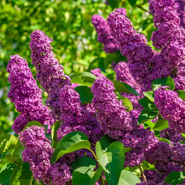 lilas en fleurs mai