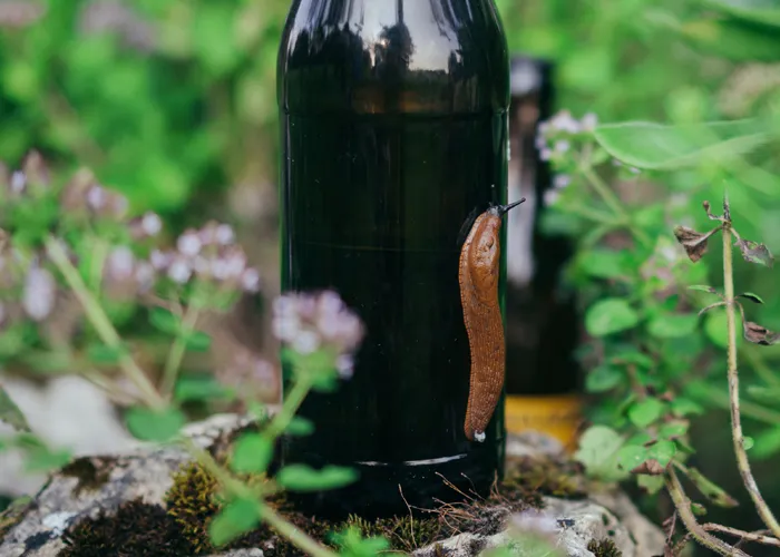 Les limaces sont attirées par la bière, la pâte à pain et tout autre produit fermenté