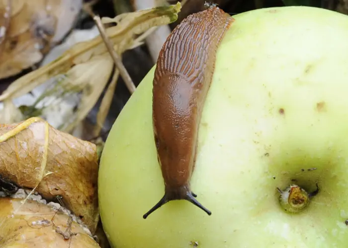 limace dans compost