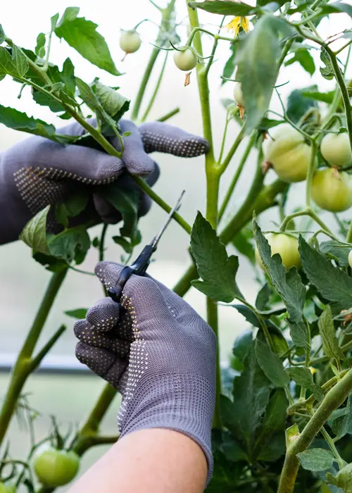 Limitation de la hauteur de plants de tomates dans une serre de jardin Limitation de la hauteur de plants de tomates dans une serre de jardin