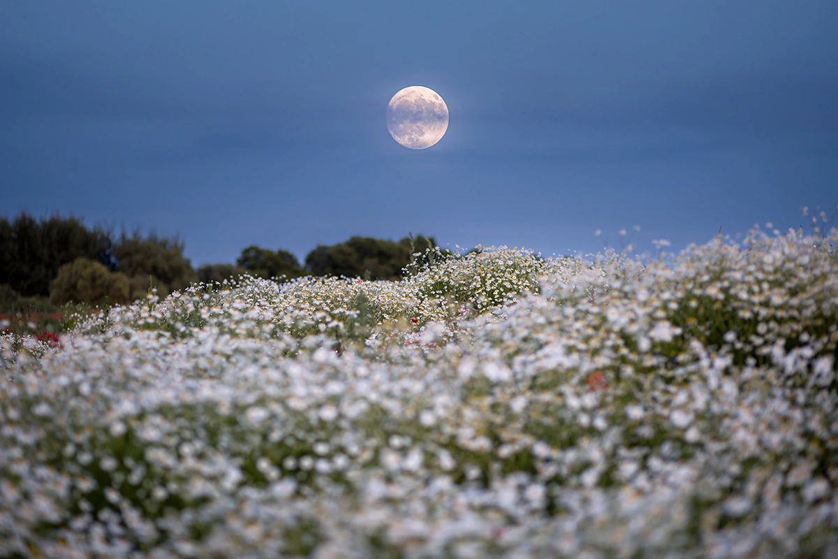 Jardiner avec la lune : bénéfices, rendement des cultures avec lune montante et descendante