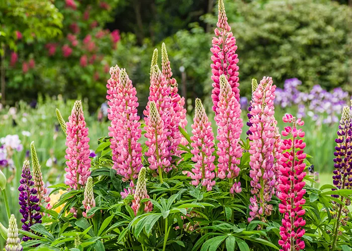 Lupin (engrais vert)