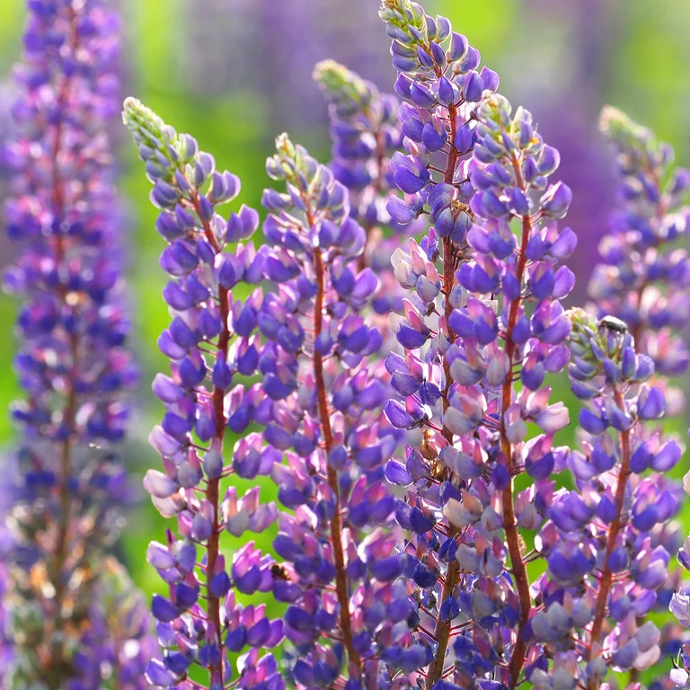 Fleurs de lupin dans un massif en juin