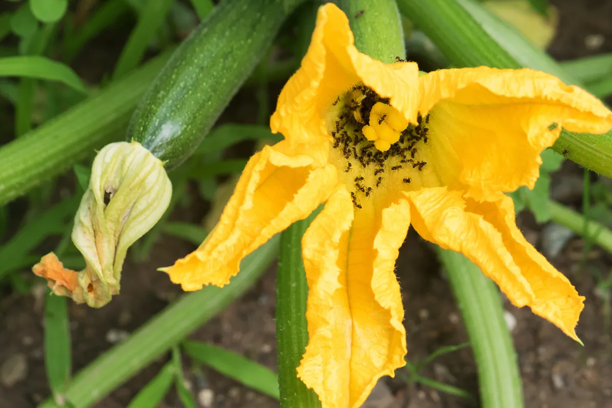 lutter contre les fourmis au potager