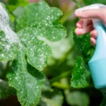 Mildiou au jardin : comment le reconnaître, le prévenir et le traiter naturellement