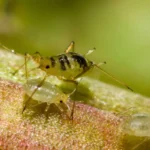 Lutter contre les pucerons sous serre de jardin