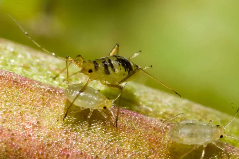 lutter contre les pucerons sous serre