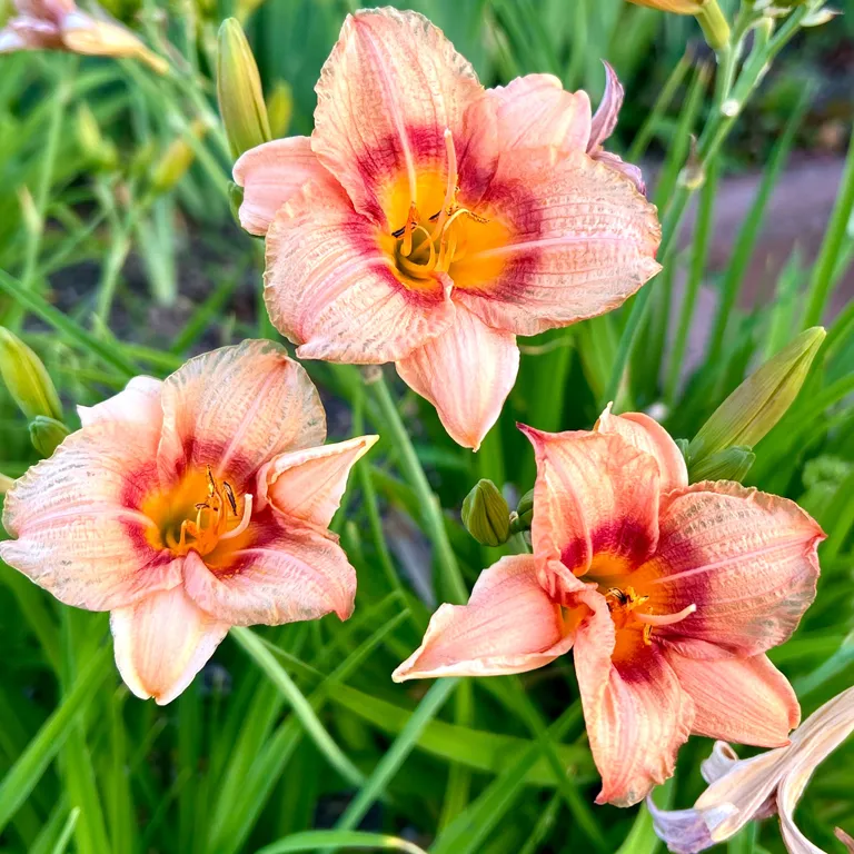 Fleurs de lis (lys) en septembre