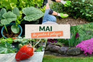 Que faire au jardin en mai ?
