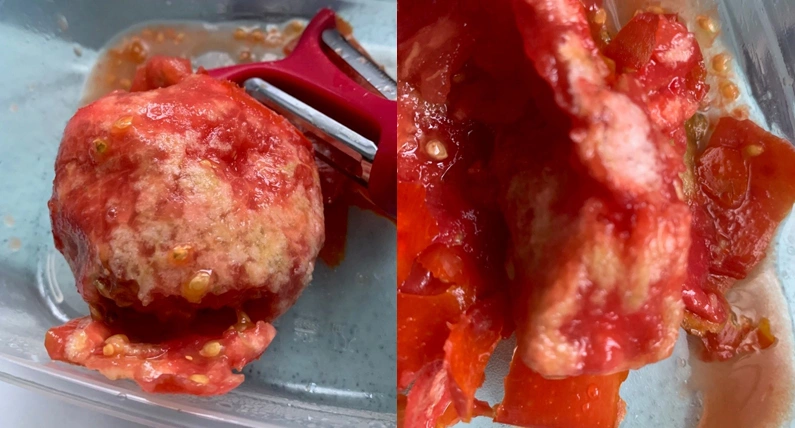 Tomate pelée malade avec chair blanche et dure due à des piqûres de punaises