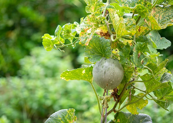 maladies du melon