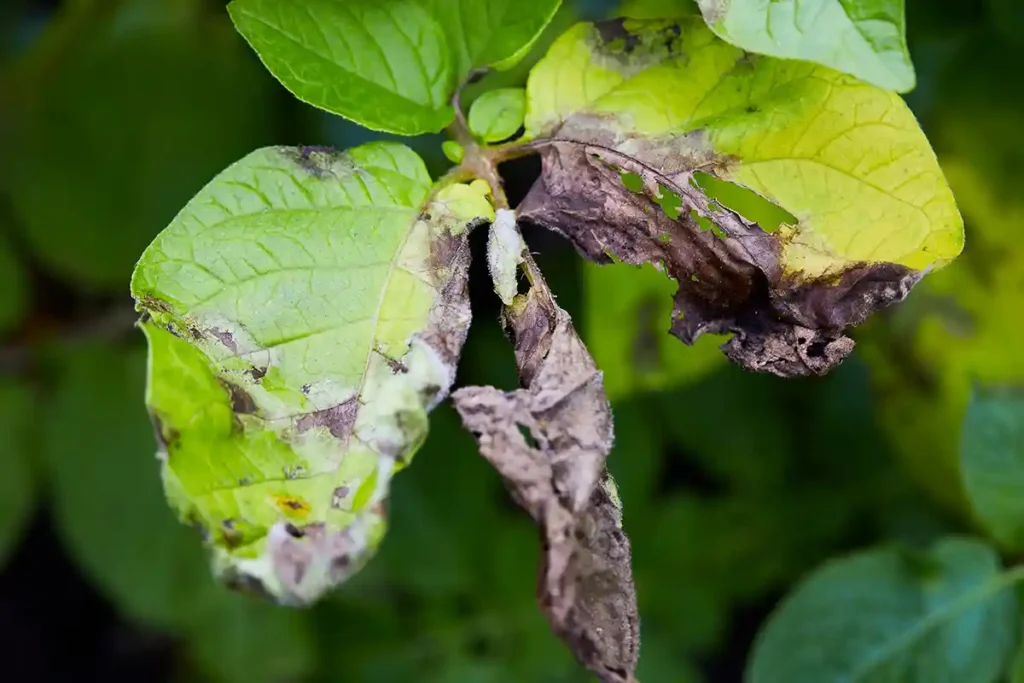 maladies des pommes de terre