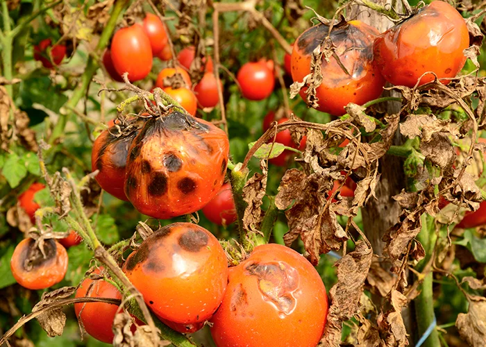 tomates malades