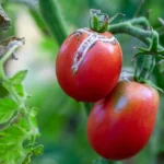 maladies des tomates et problèmes courants