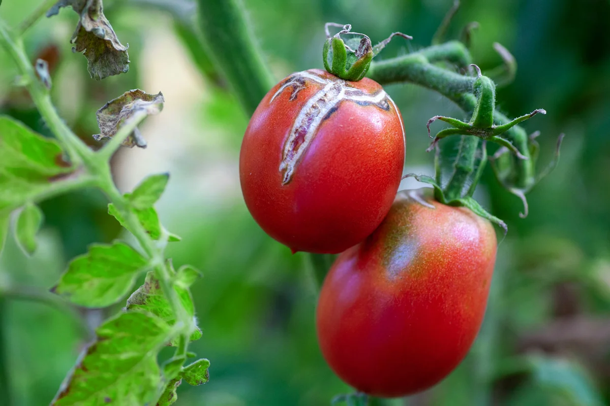 Maladies de la tomate : reconnaître et traiter les problèmes courants -  France Serres