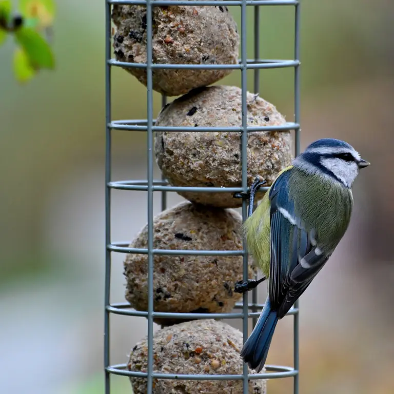 Mésange charbonnière sur une mangeoire en décembre Mésange charbonnière sur une mangeoire en décembre