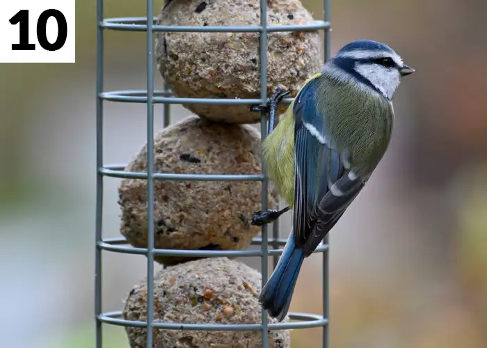 Tâche n°10 décembre au jardin : Nourrir les oiseaux en cas de grand froid