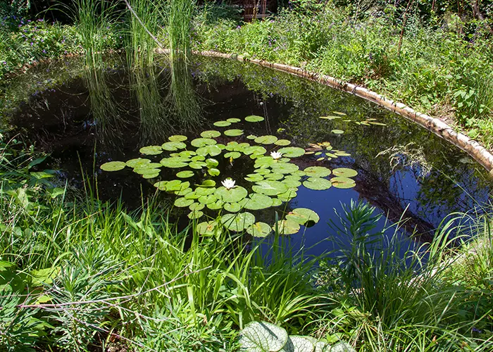 Mare creusée dans un jardin écologique