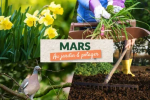 Que faire au jardin en mars ?