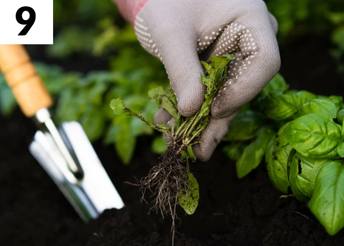 Tâche n°9 en juin au jardin : Supprimer les mauvaises herbes