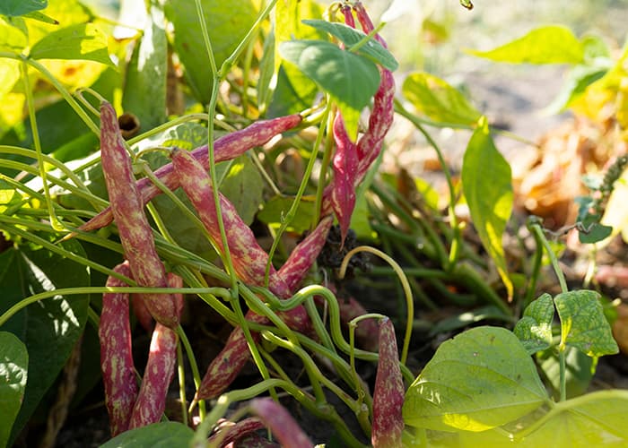Gousses de haricots rouges en cours de maturation au potager, plante fixatrice d'azote utilisée en association de cultures