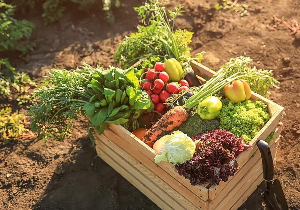 meilleure alimentation grâce au jardinage