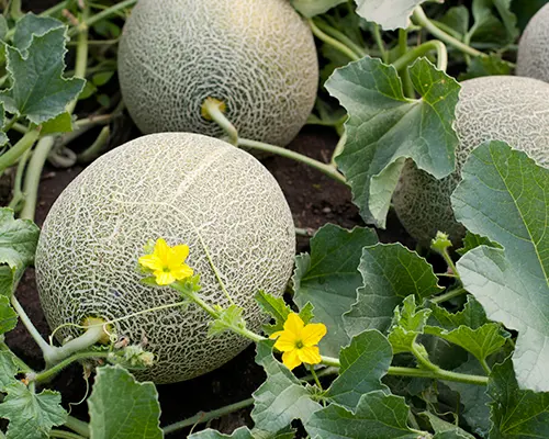 Melon