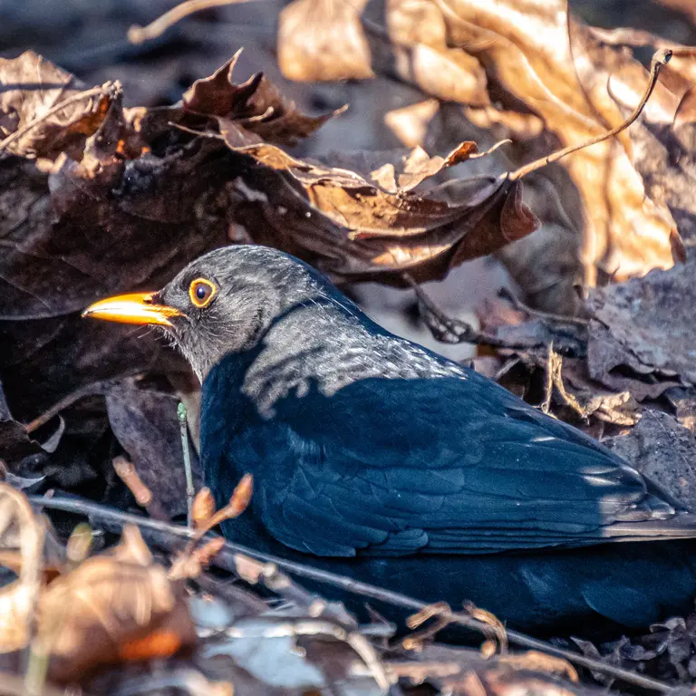 Un simple tas de feuilles servira de garde-manger aux oiseaux du jardin Un simple tas de feuilles servira de garde-manger aux oiseaux du jardin