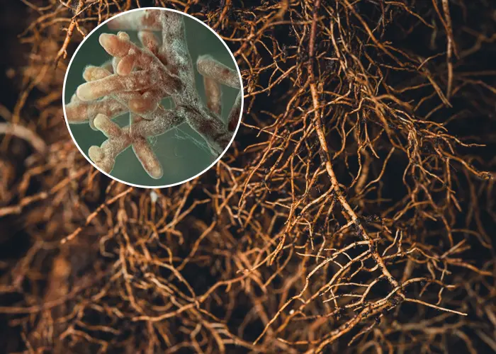 Les mycorhizes racinaires permettent de mieux capter l'eau du sol du potager