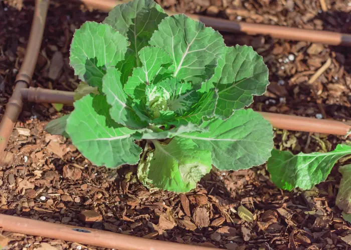 système de micro-irrigation dans un potager