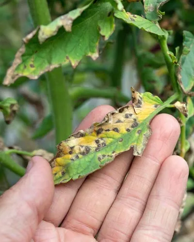 mildiou sur feuille à cause de l'humidité