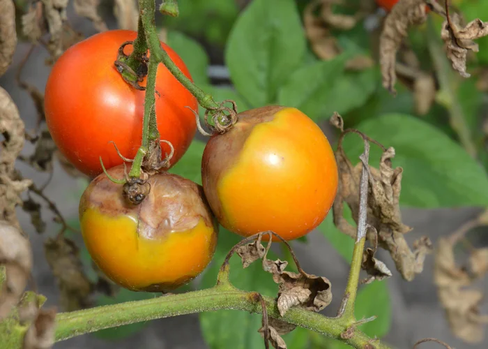 tomates malades du mildiou