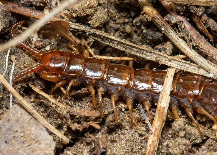 mille-pattes dans compost