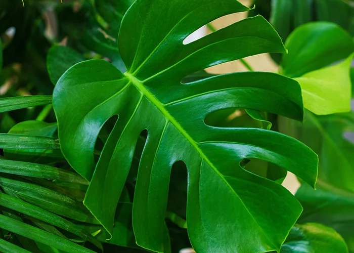 Monstera deliciosa (faux Philodendron) : variété de plante tropicale