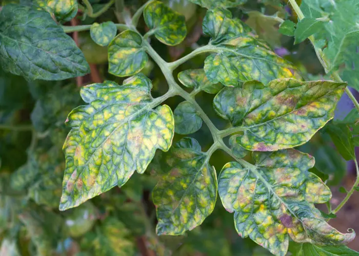 feuilles de tomate touchée par la mosaïque du tabac