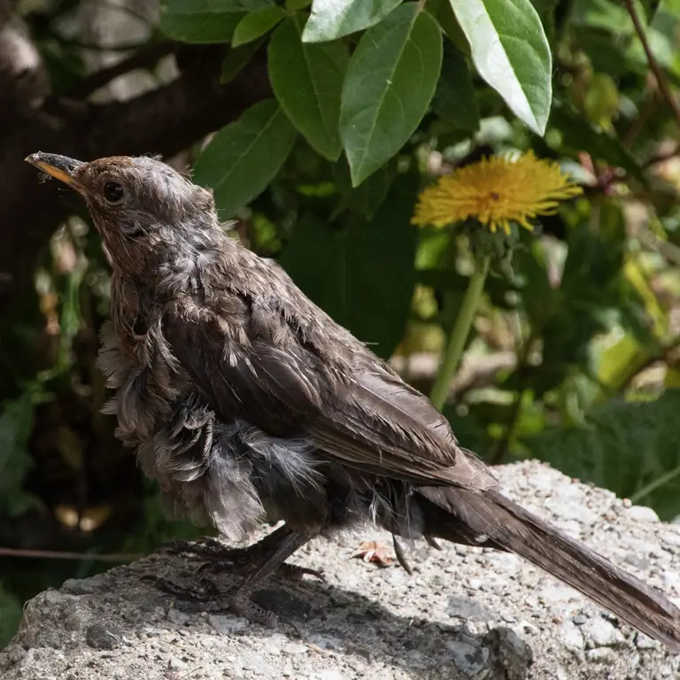 Oiseau (merle) en période de mue perdant ses plumes en août dans un jardin