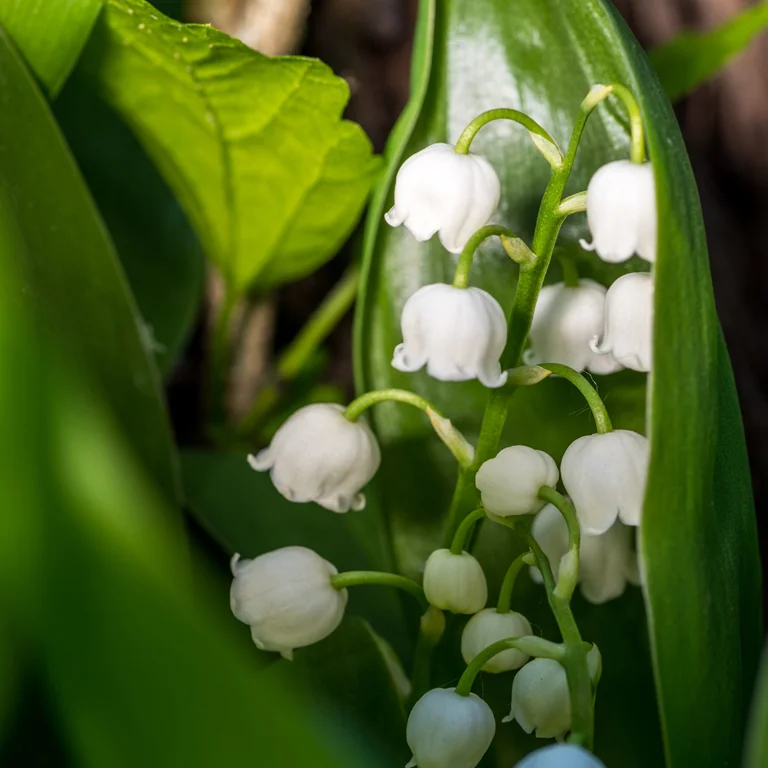 Mai est le mois du muguet