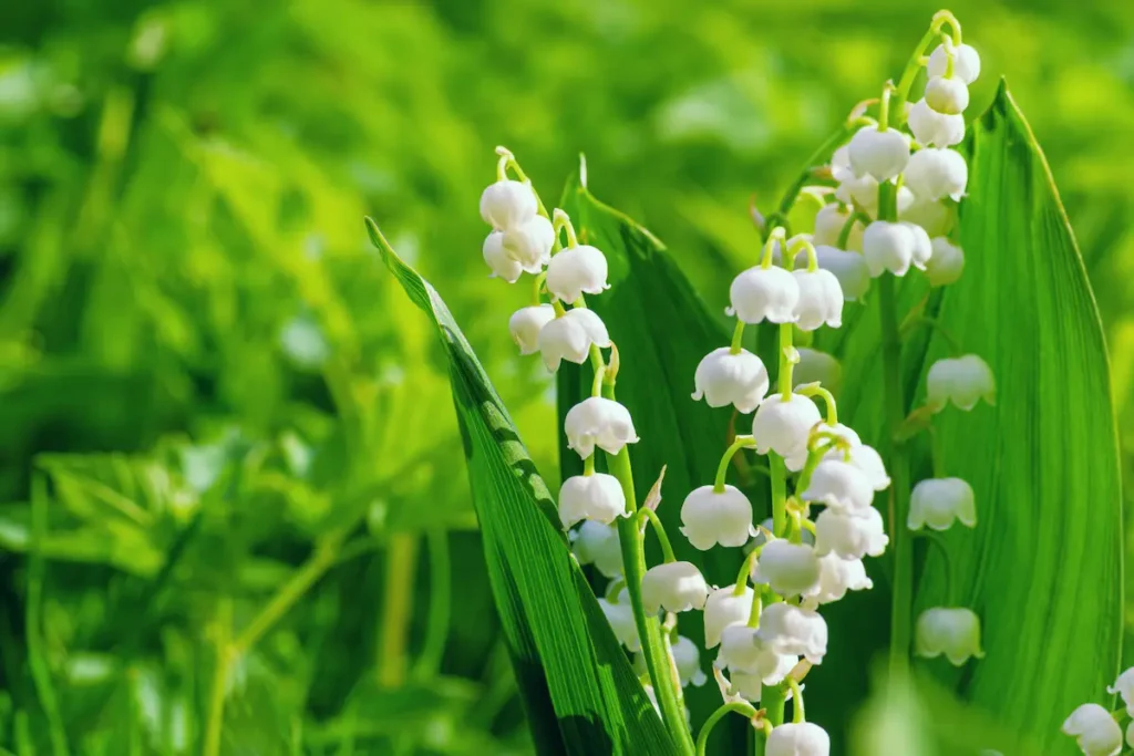 Muguet