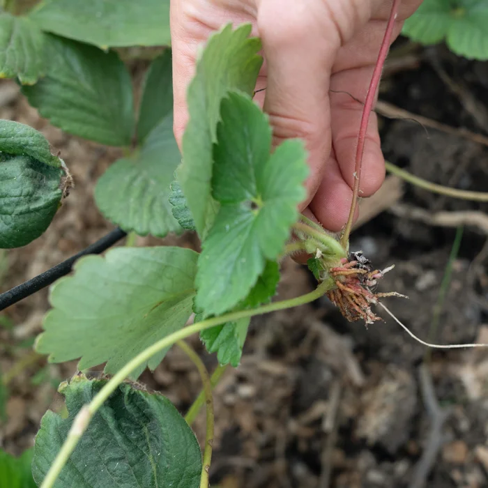 Un jardinier repique un stolon de fraisier dans le sol de son potager en septembre