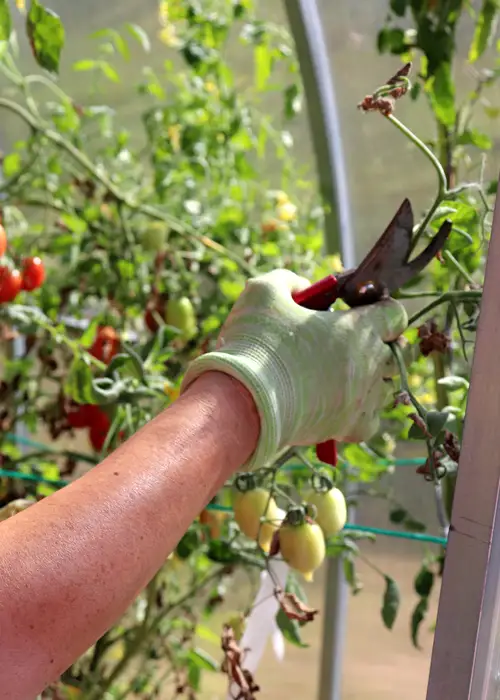 Un jardinier, un sécateur à la main, s'apprête à tailler la tête d'un pied de tomate en septembre Un jardinier, un sécateur à la main, s'apprête à tailler la tête d'un pied de tomate en septembre