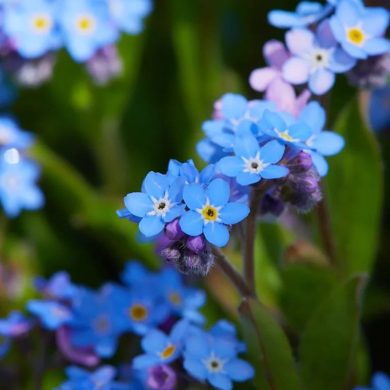Fleurs de myosotys en mai