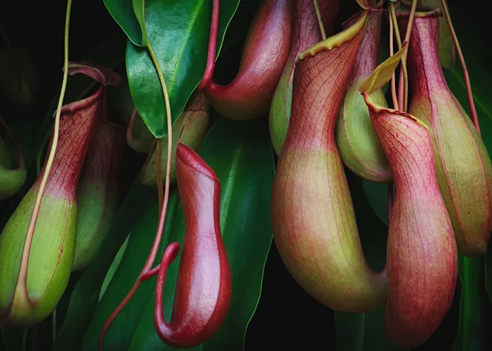 Nepenthes : variété de plante tropicale carnivore