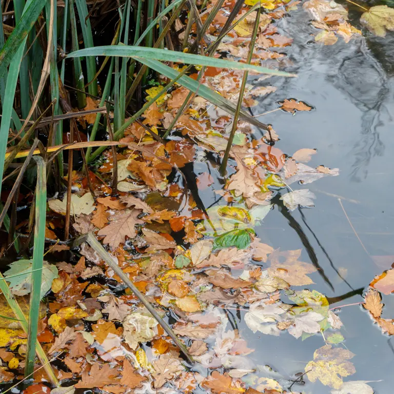 En décembre le bassin doit être nettoyé des feuilles mortes qui s'y accumulent En décembre le bassin doit être nettoyé des feuilles mortes qui s'y accumulent
