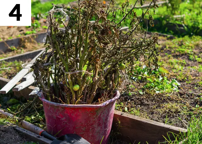 Tâche n°4 décembre au jardin : Éliminer les végétaux morts et nettoyer le jardin