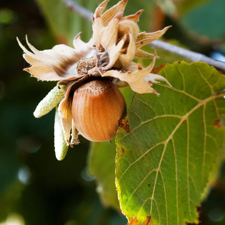 Noisette sur un noisetier en septembre